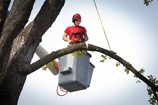 Best Tree Preservation Services  in USA